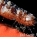 shrimp_coral_wire_res_kb_h_0274_png0945_crop.jpg